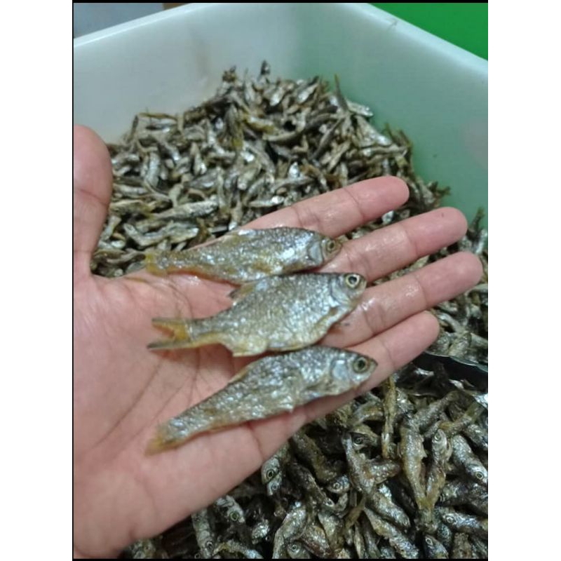 

ikan bilih asli Singkarak