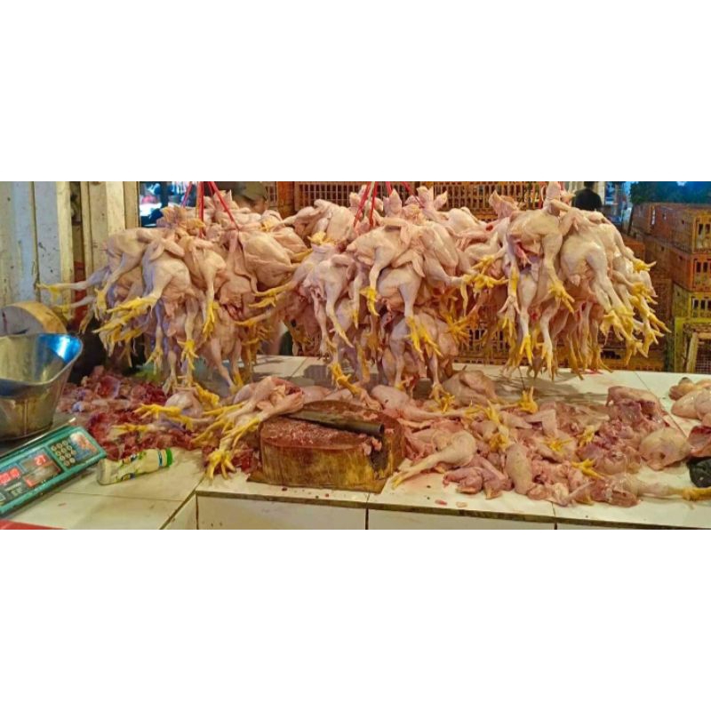 

Ayam boiler fresh bukan Frozen termurahh terlariss