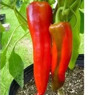 Benih cabai merah Jumbo cocok di tanam di pekarangan rumah