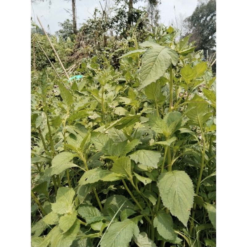 

daun sintrong/jitrong, herbal segar 500 grm