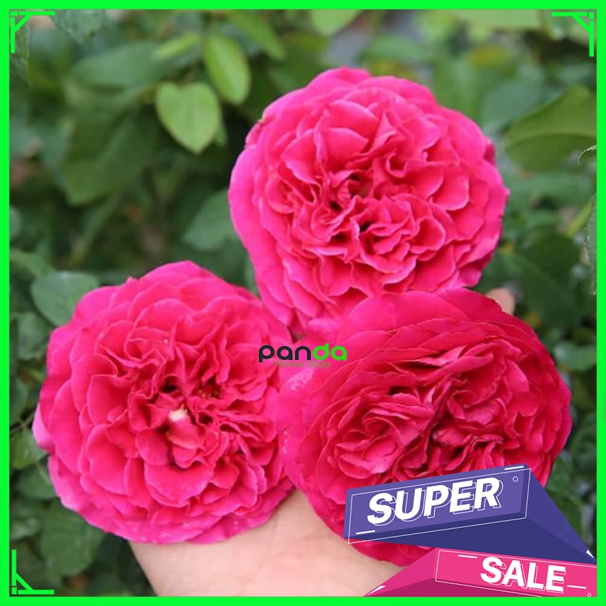 Mawar Import St James Park