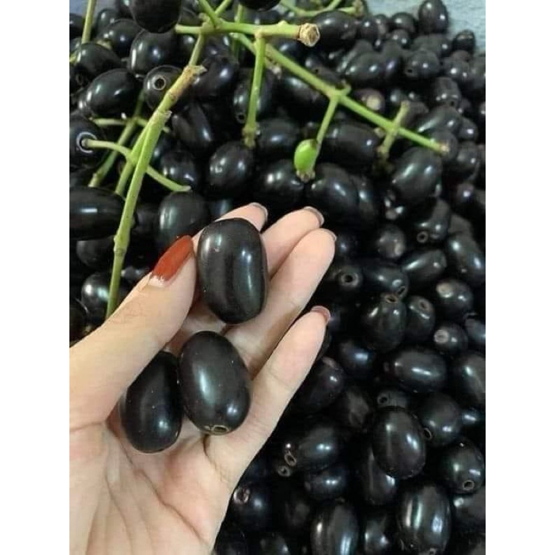 

Buah Jamblang Juwet 1kg