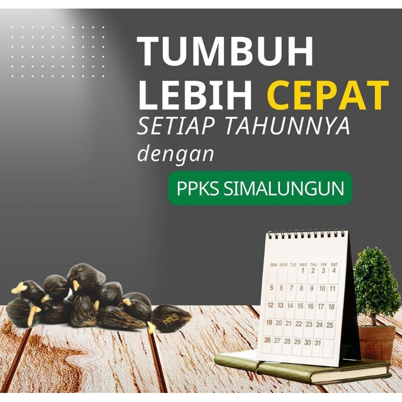 300 butir Benih Bibit Polong SAWIT PPKS SIMALUNGUN DAN PPKS DXP 540