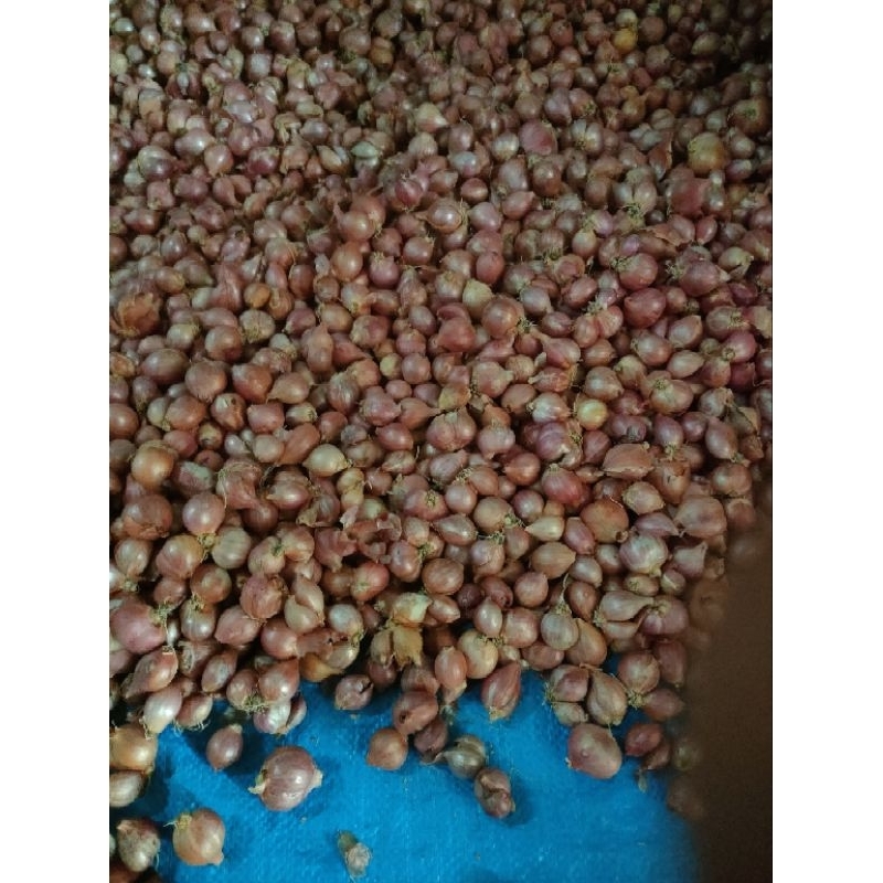 

bawang merah murah