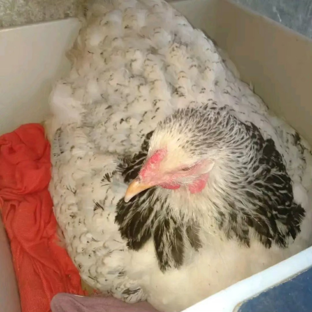 AYAM BRAHMA  telur ayam brahma fertil SIAP UNTUK DI TETASKAN