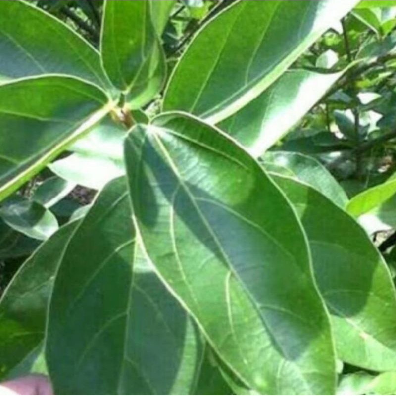 

Daun Cincau Hijau Perdu Segar