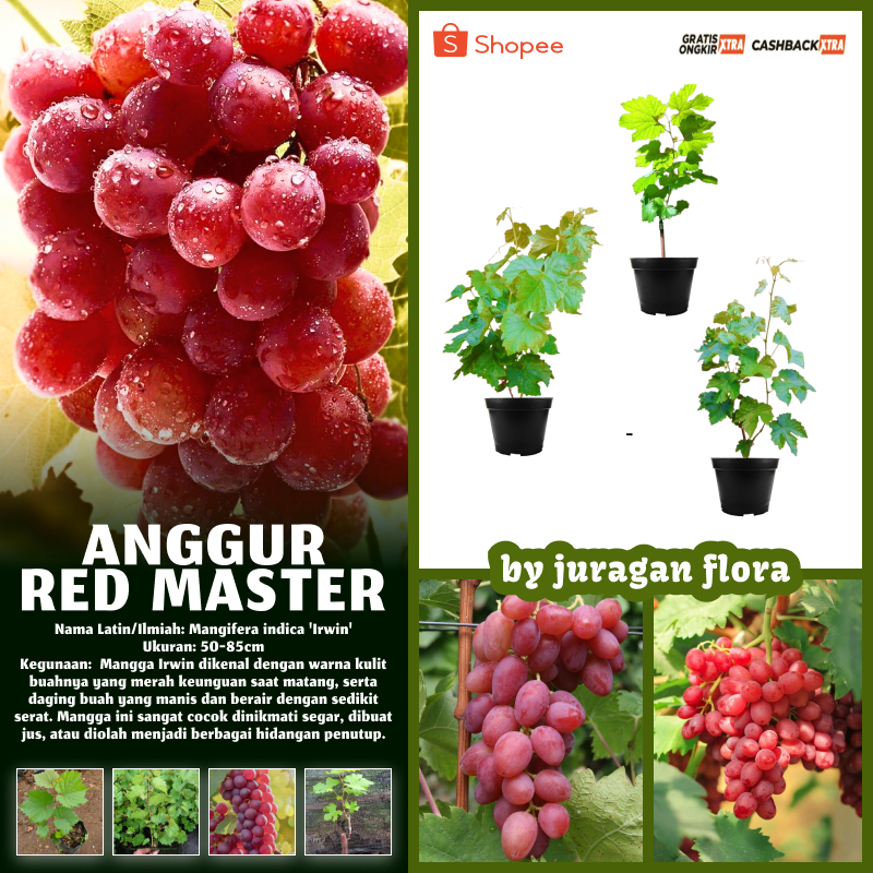BIBIT ANGGUR LOKAL RED MASTER / TANAMAN ANGGUR LOKAL