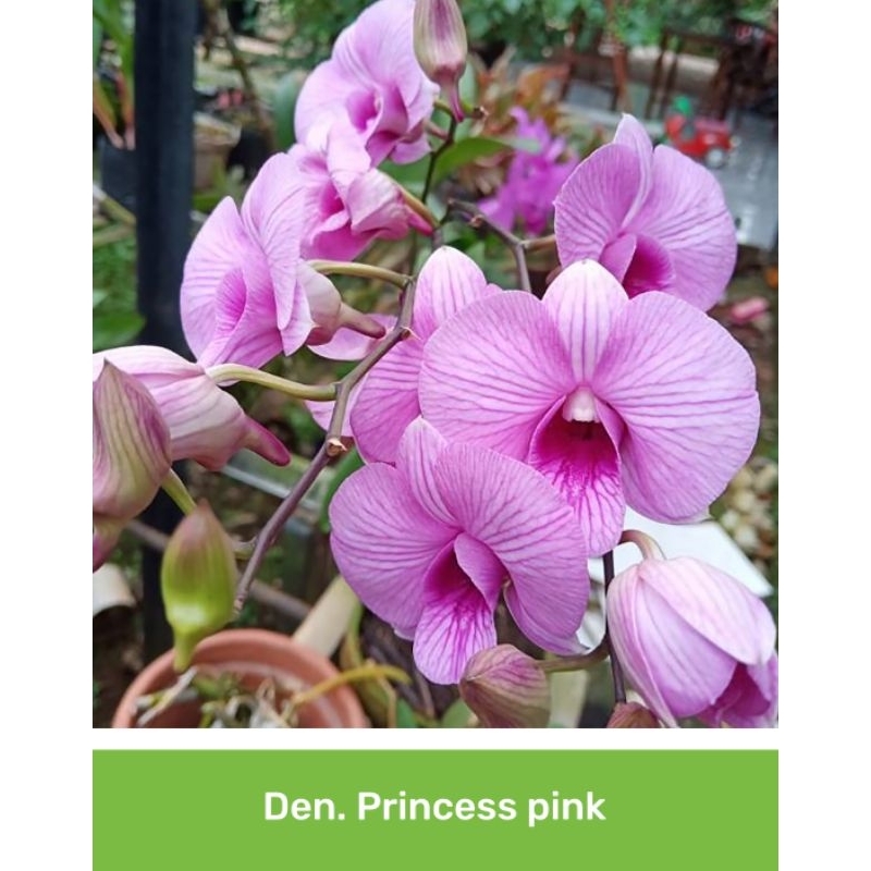 Anggrek Dendrobium Princes Pink Dewasa