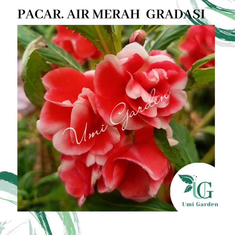 25 Biji Benih Bunga Pacar Air Merah Gradasi Putih Tumpuk Impatiens Rose Balsamina