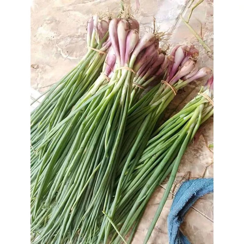 

Bawang muda atau kuncar 1kg