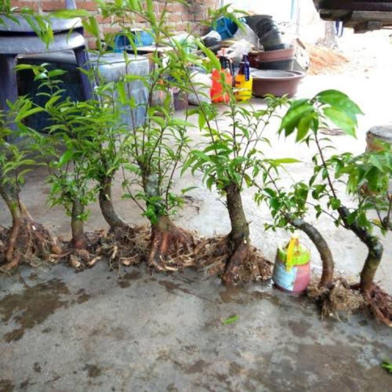 Bahan bonsai anting putri bonggol UK stang