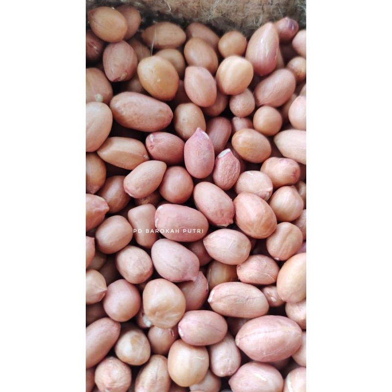 

Kacang tanah tj super bali