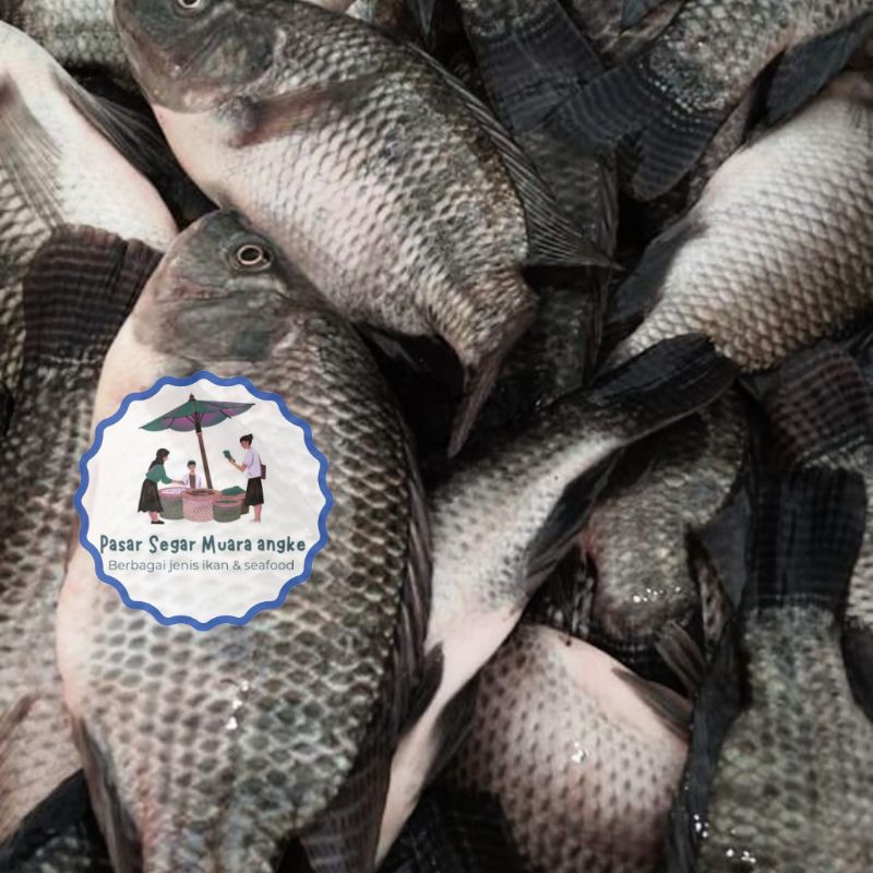 

Ikan Nila Segar 1 kg