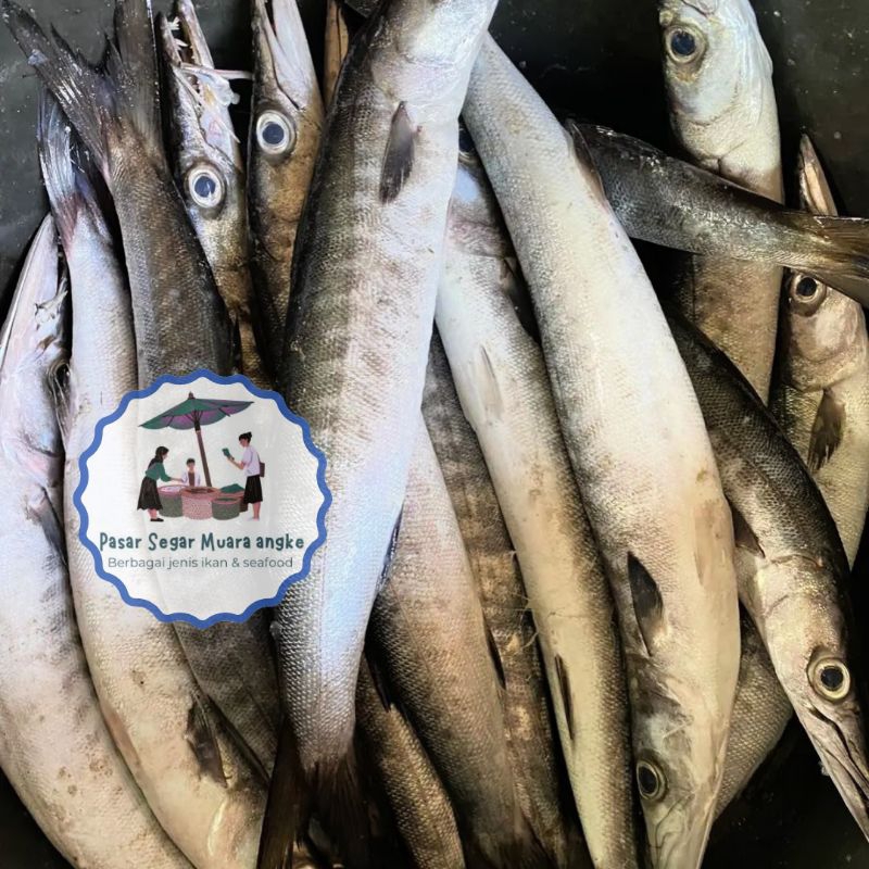 

Ikan Barakuda Segar Seafood hasil laut segar 1 kg