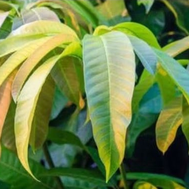 

daun mangga segar/size500gram