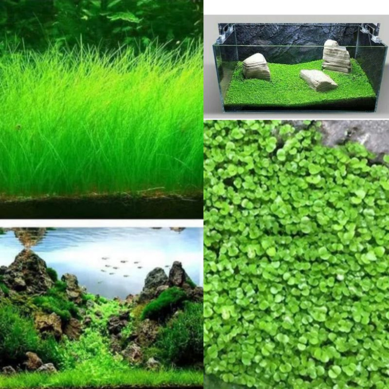 Bibit Tanaman Air / Bibit Carped Seed / Benih Carped Seed Aquascape/Benih Tanaman Karpet Rumput Aqua