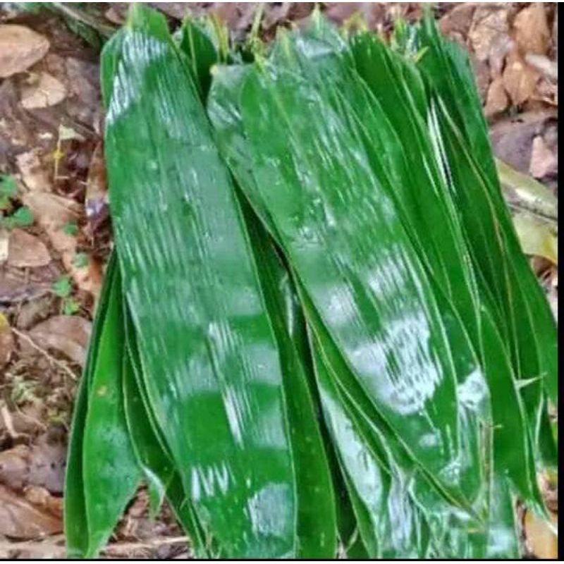 

DAUN BAMBU FRES/SEGAR DI PETIK LANGSUNG PER 100 LEMBAR