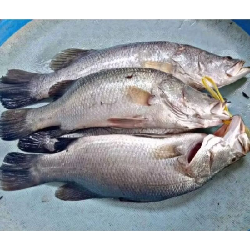 

ikan kakap putih 1kg ada pagi