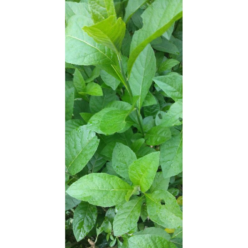 

DAUN KLOROFIL/Daun sambung,nyawa/Daun afrika segar