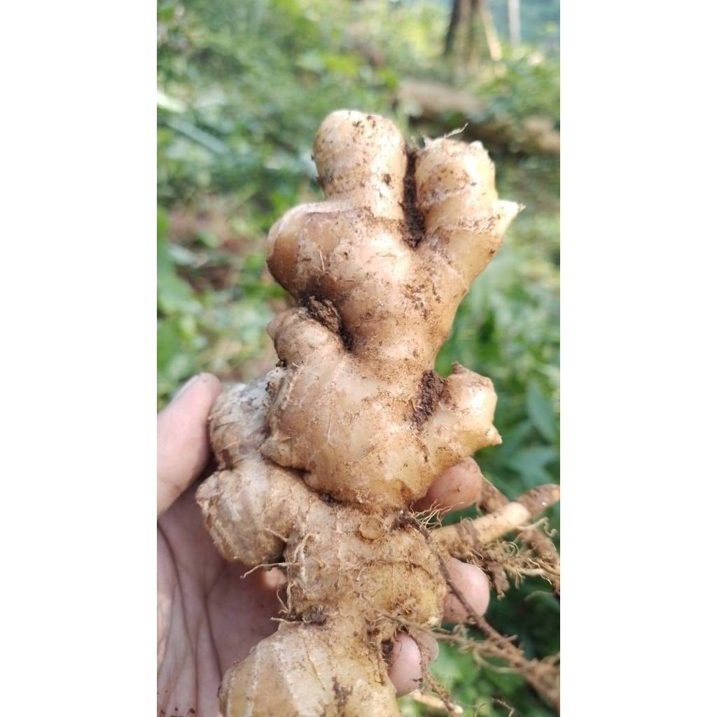 

jahe alami hasil alam asli garut segar 1kg