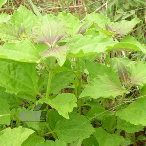 

Jual Daun Balakacida Kopasanda Segar 300 gram