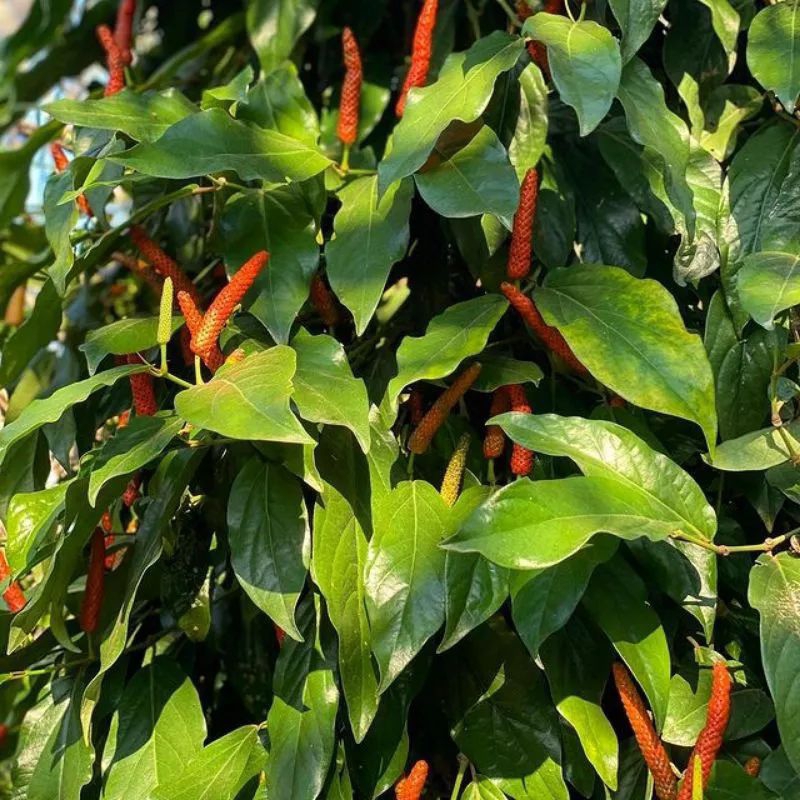 BIBIT CABE JAWA (HIBRIDA) beli 5 gratis 1