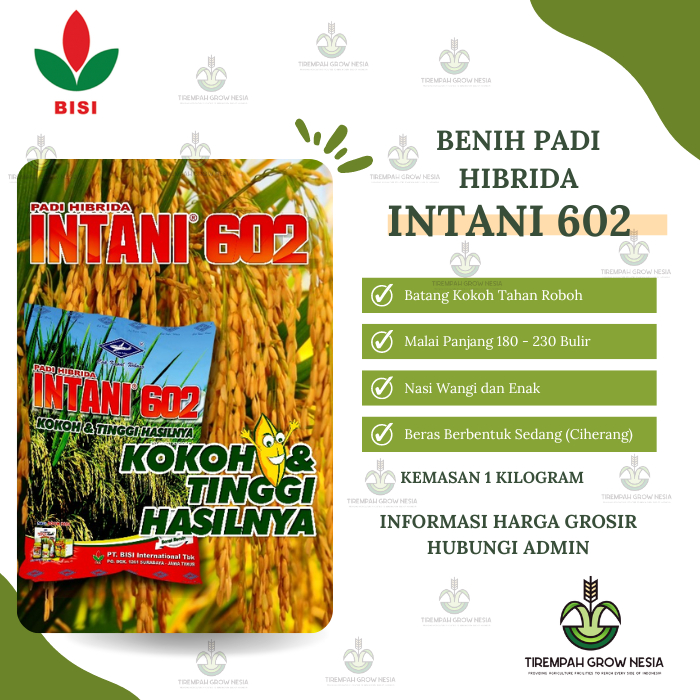 BENIH PADI HIBRIDA BISI INTANI 602 BIBIT PADI INTANI 602 BISI KAPAL TERBANG