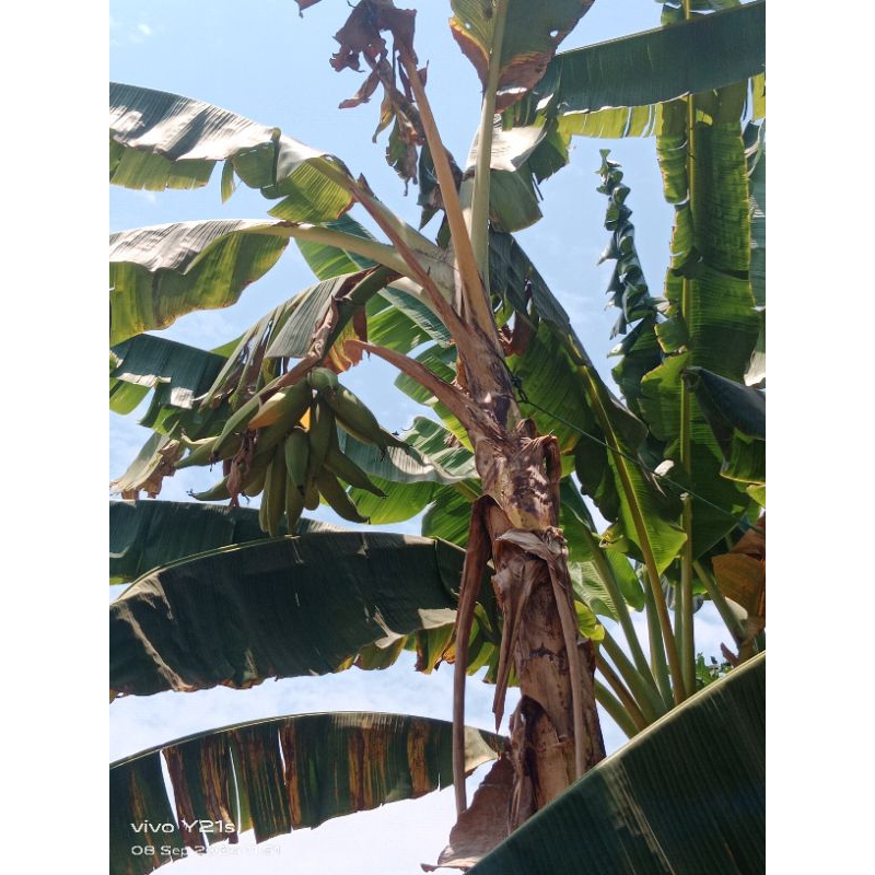 bibit pisang tanduk jumbo