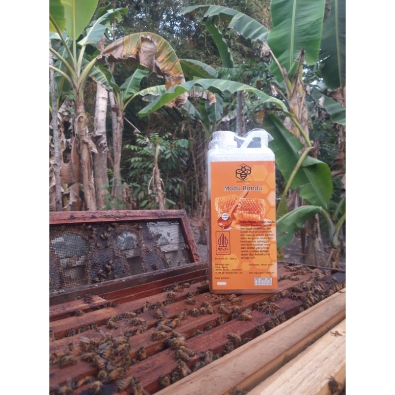 

Madu Resha Randu murni 1kg 100% tanpa campuran untuk kesehatan