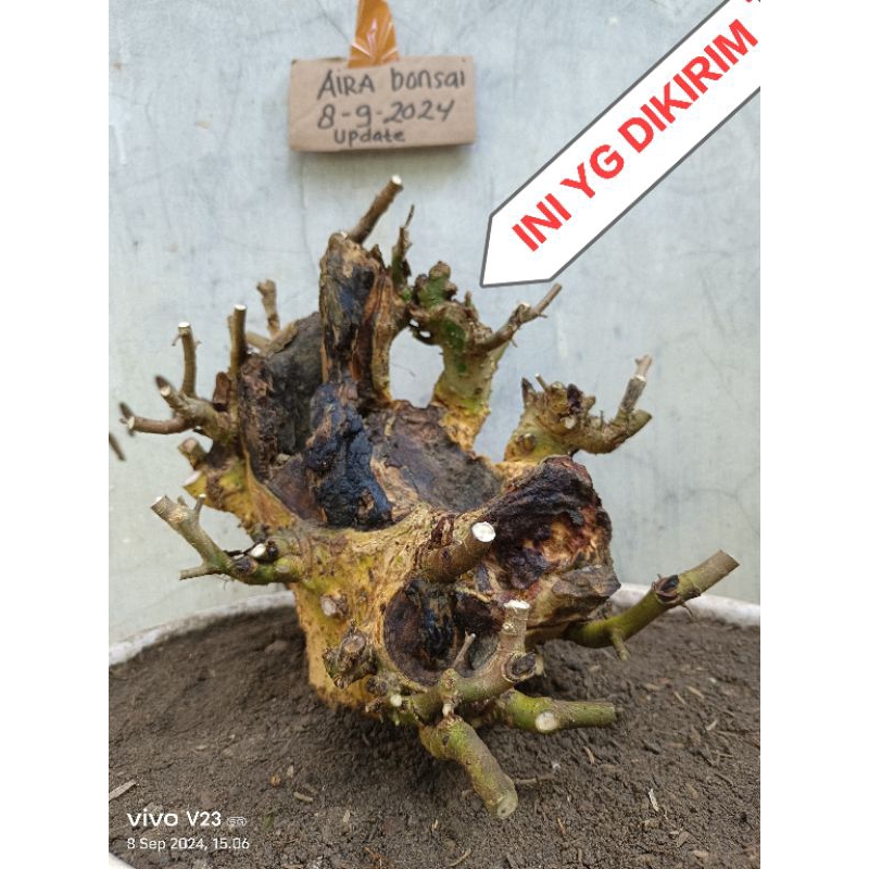 bahan bonsai serut dongkelan besar batang tua