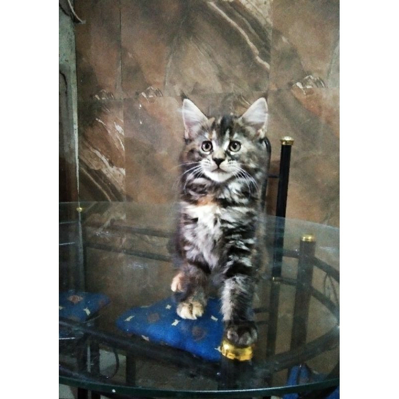 Kucing Kitten MaineCoon Pure No mix. induk ped Cfa Pure Maine Coon