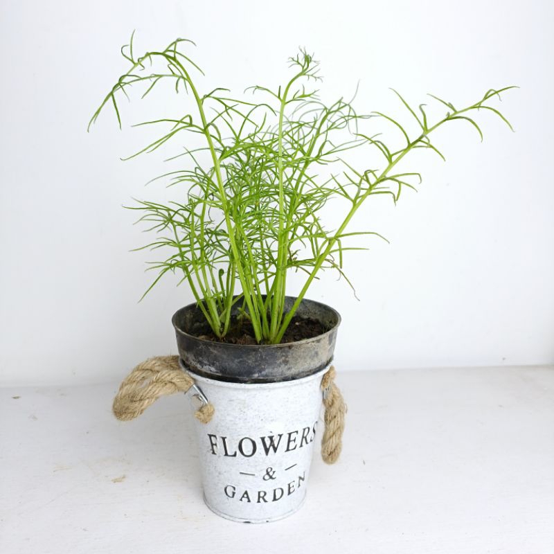 Tanaman Air Ceratopteris Thalictroides / Sumatra Fern tanaman Aquascape