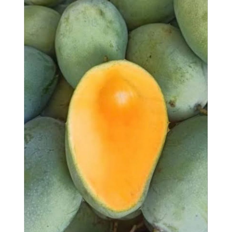 

Mangga gadung asli manis kemasan 1kg.