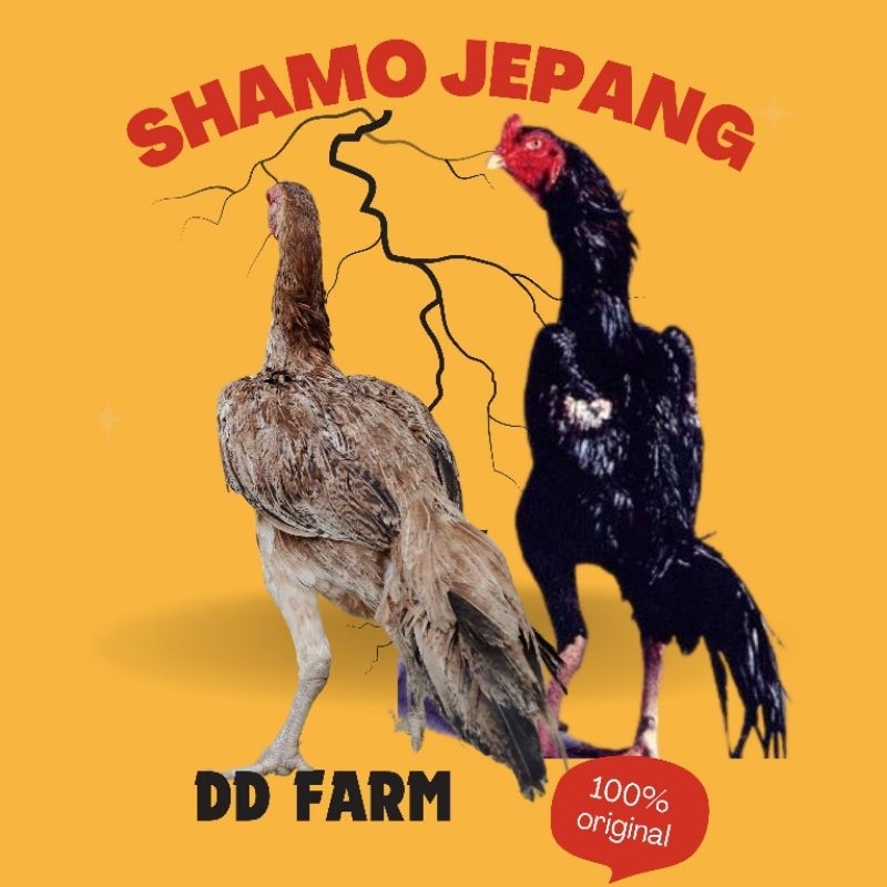 

Telur Ayam Petil Shamo Jepang Original Untuk Ditetaskan