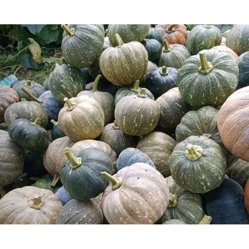 

Waluh Ciremai ukuran sedang