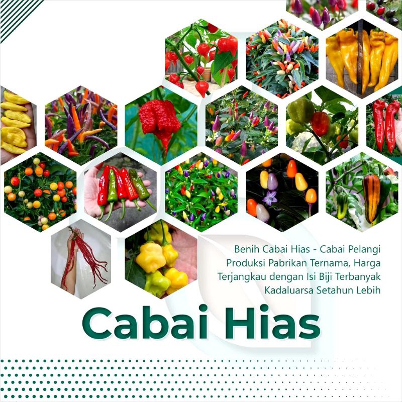 

Bibit/benih Cabe hias