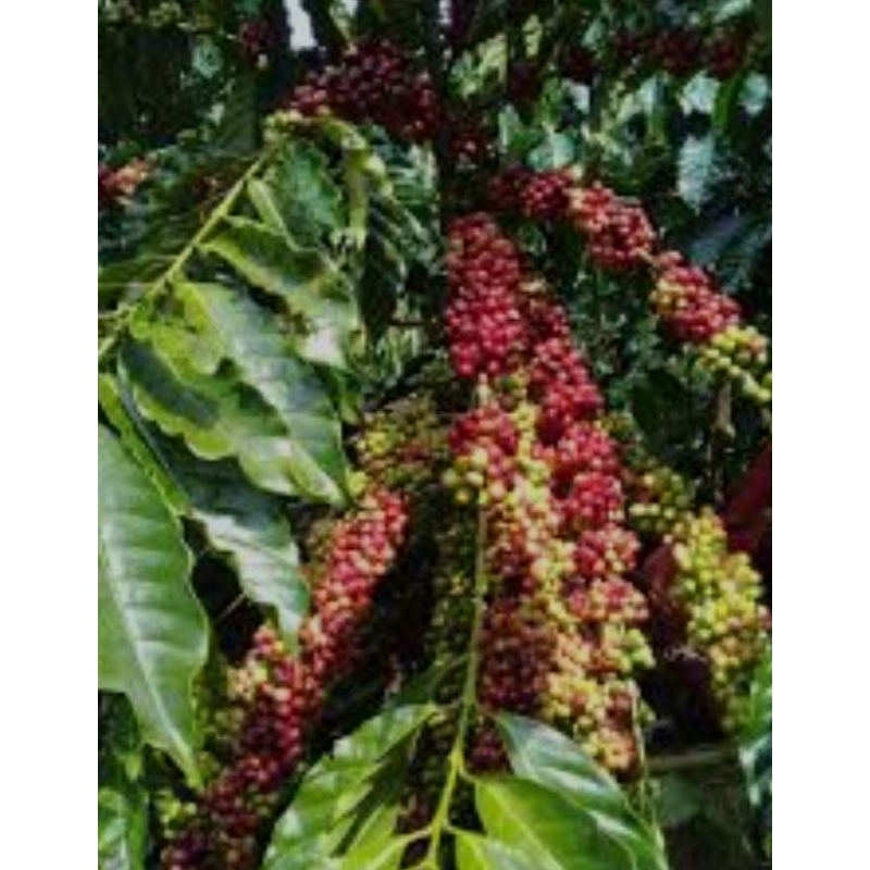 

entres kopi lancuran klon arsyad 1kg