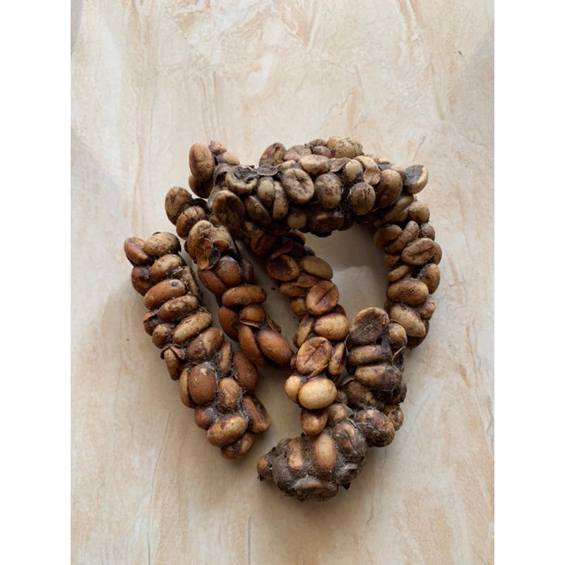 

biji kopi luwak liar asli