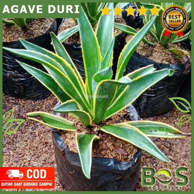 Bosplant - Tanaman Hias Agave Mahkota Agave Duri Siklok