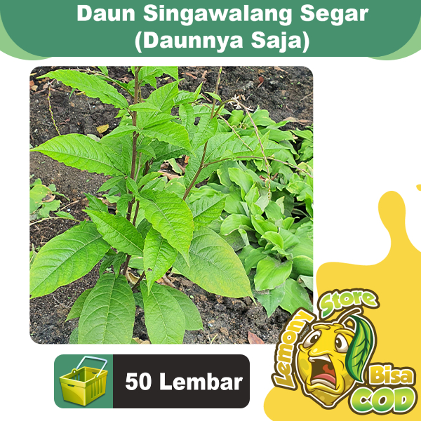 

Daun Singawalang Singa Walang Singo Singowalang Segar 50 Lembar (Daunnya Saja) Anamu Panen Dadakan Saat Orderan Masuk Petiveria alliacea L.