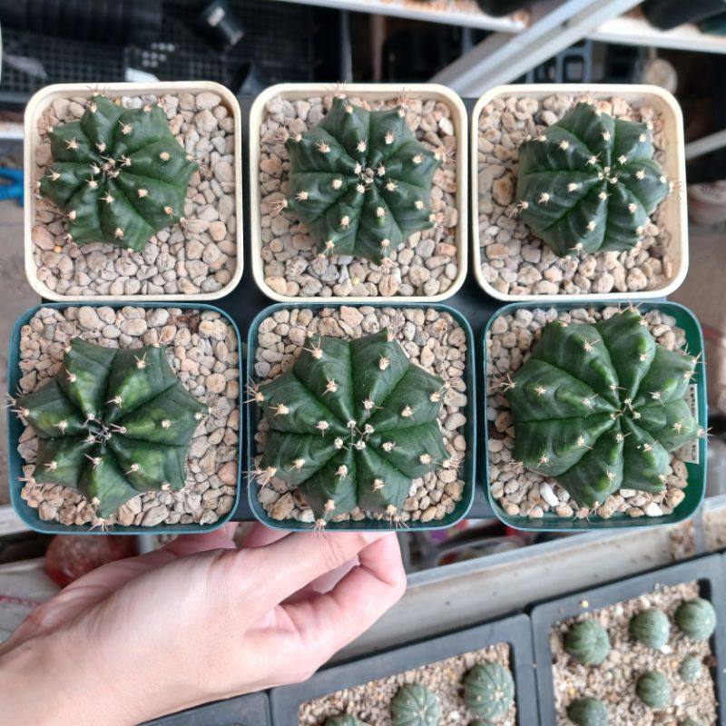 Gymnocalycium Hybrid Sphinx x K3 | kaktus | gymno