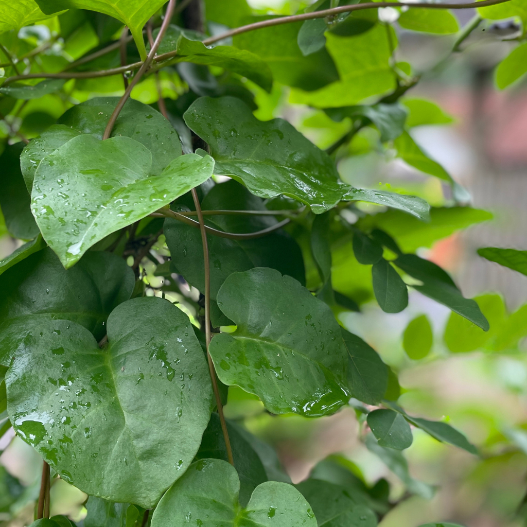 

Daun Binahong Hijau Segar 100 Lembar