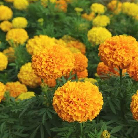 Bibit Bunga Marigold - Benih Bunga Marigold