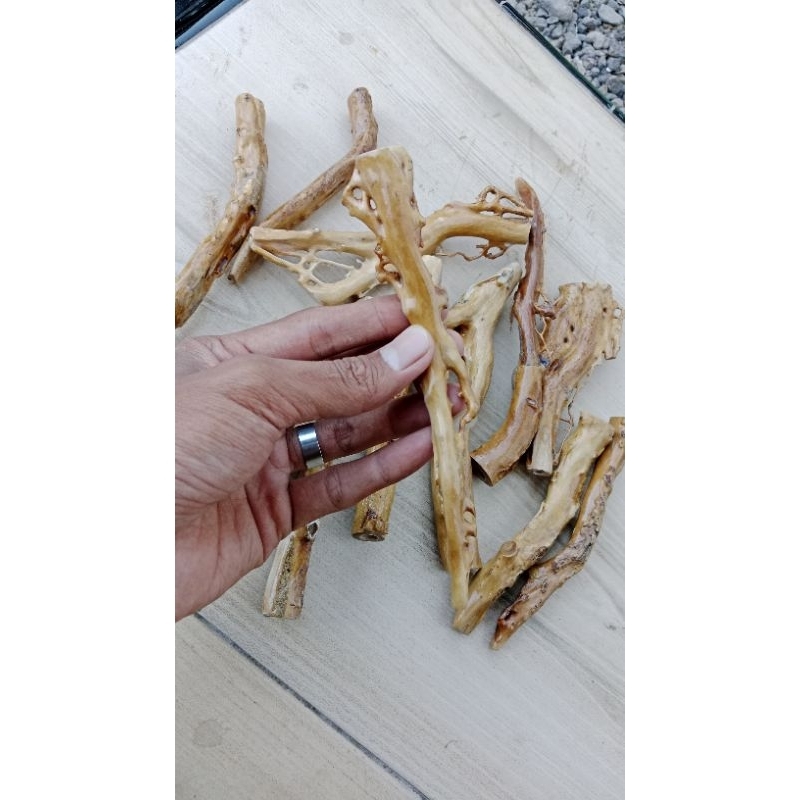 once akar Bahar putih super