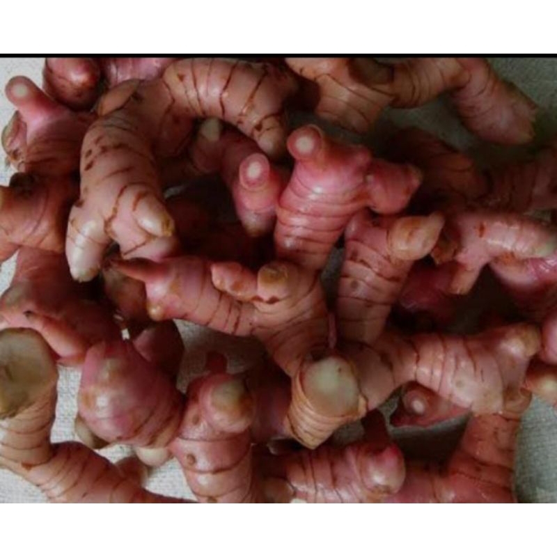 

LENGKUAS MERAH SUPER