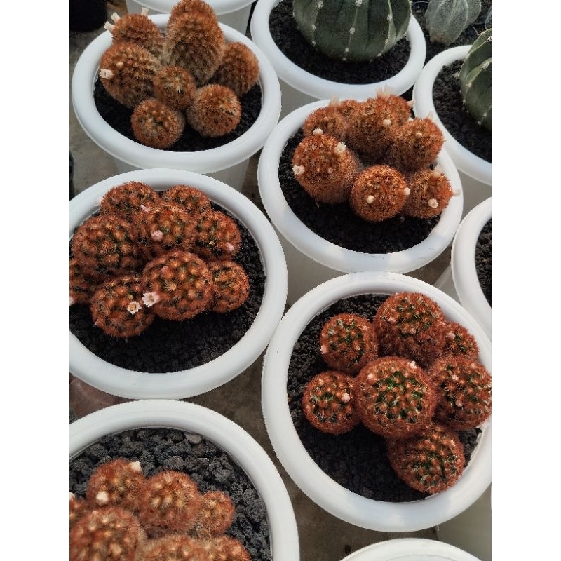 kaktus carmenae merah cluster