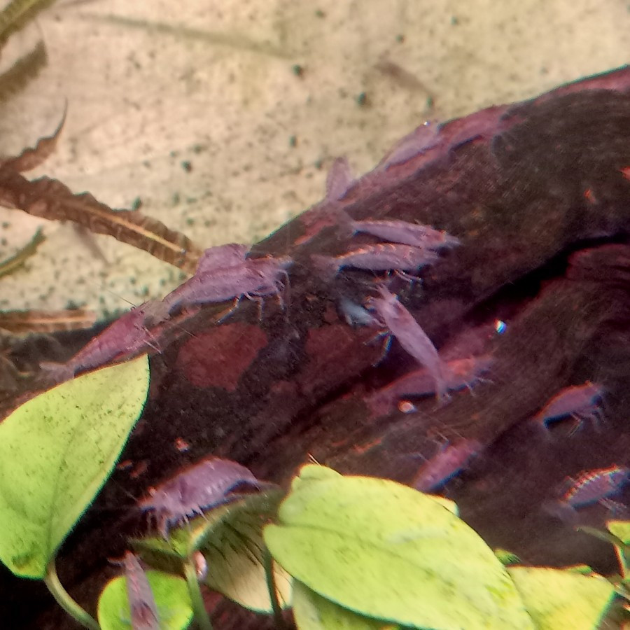 AMANO SULE SHRIMP ALGAETER / UDANG AMANO SULAWESI ORIGINAL AQUASCAPE