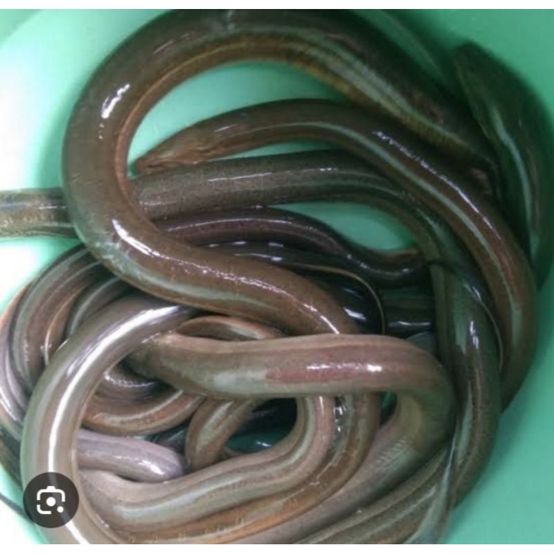 new produk,,jual belut sawah hidup (per 5 ekor)