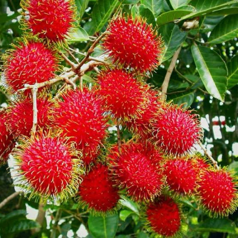 LIVE - INDUKAN RAMBUTAN BINJAI BERBUNGA FULL MEDIA