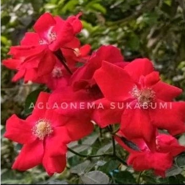 mawar Ownroot Red Velvet ( merah kecil + wangi tipis) bibit